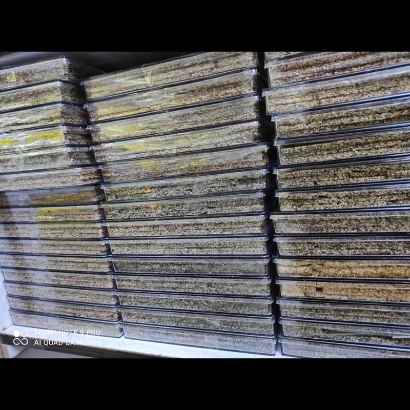 کنجد شکری کردستان