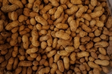 بادام زمینی مرغوب خرید
