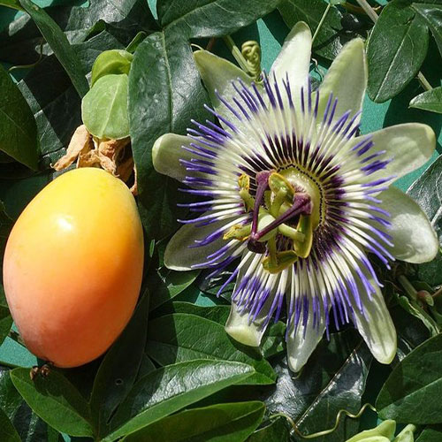 فروش عمده گل ساعتی معطر