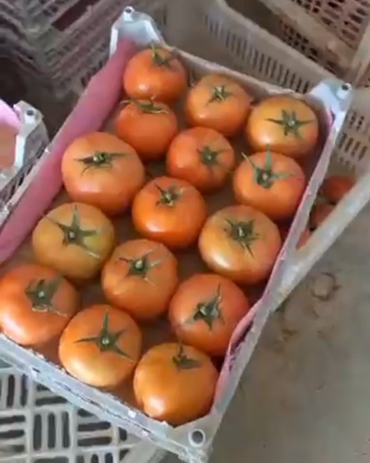 قیمت گوجه ۴۱۲۹ درجه یک + فروش صادراتی