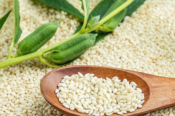 قیمت خرید کنجد سفید + فروش ویژه