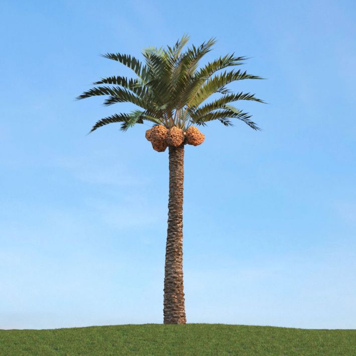 کیسه محافظ خرما در زاهدان خرید