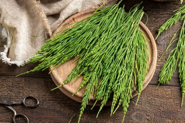 گیاه دم اسبی خواص درمانی کاربردها و نحوه نگهداری