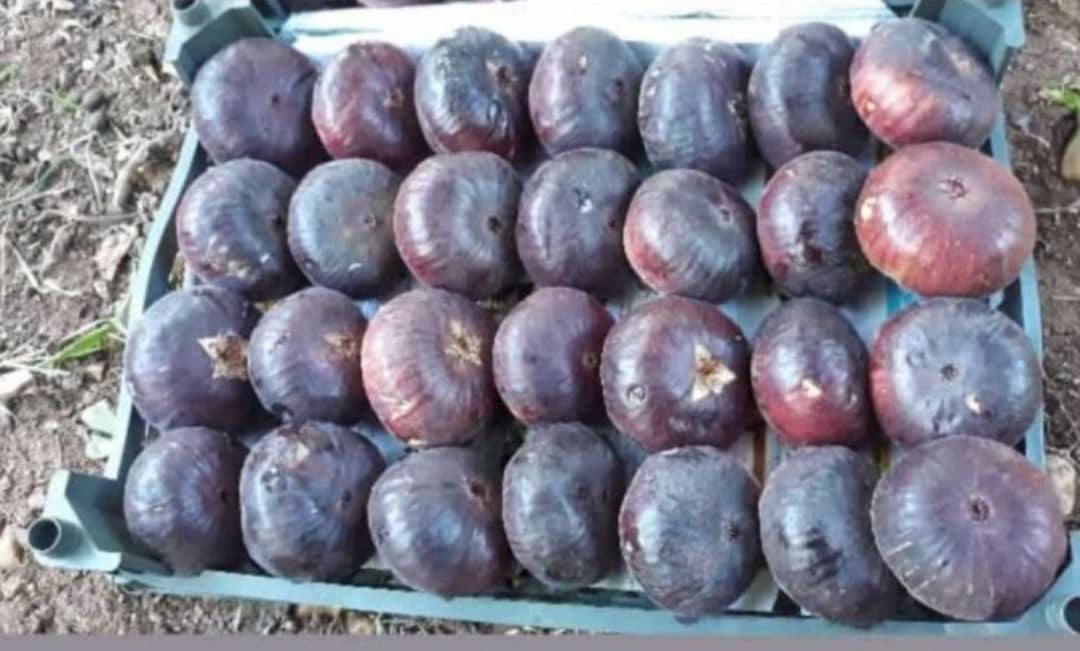 انجیر سیاه تازه + عمده