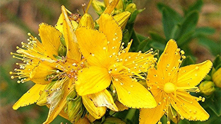 قیمت خرید هوفاریقون یا گل راعی