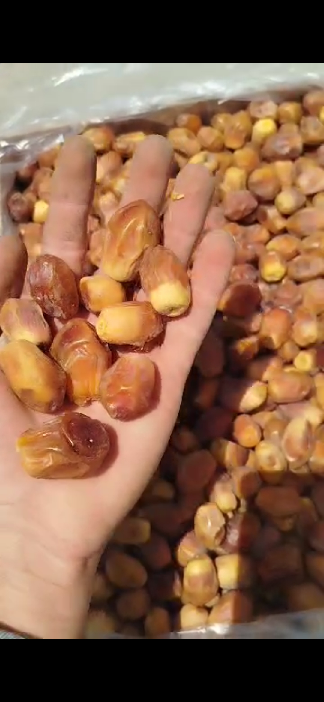 خرما زاهدی صادراتی
