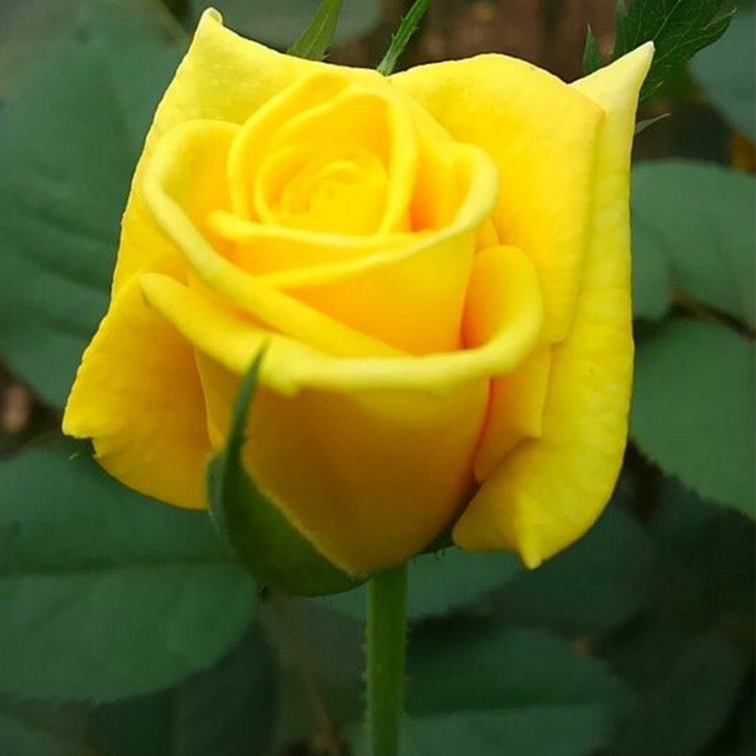 خرید و فروش عمده گل رز زرد هلندی اصفهان