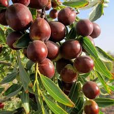 عناب درجه یک بیرجند