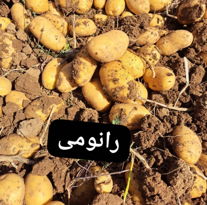 فروش ویژه سیب زمینی رانومی + خرید عمده