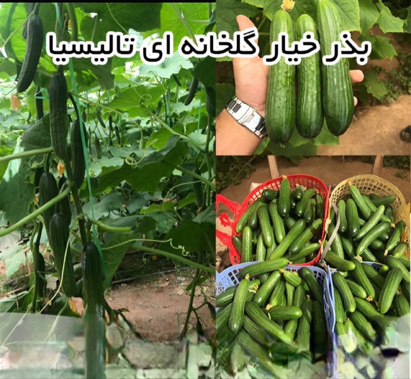 قیمت خرید بذر خیار گلخانه ای تالیسیا هلندی عمده به صرفه و ارزان