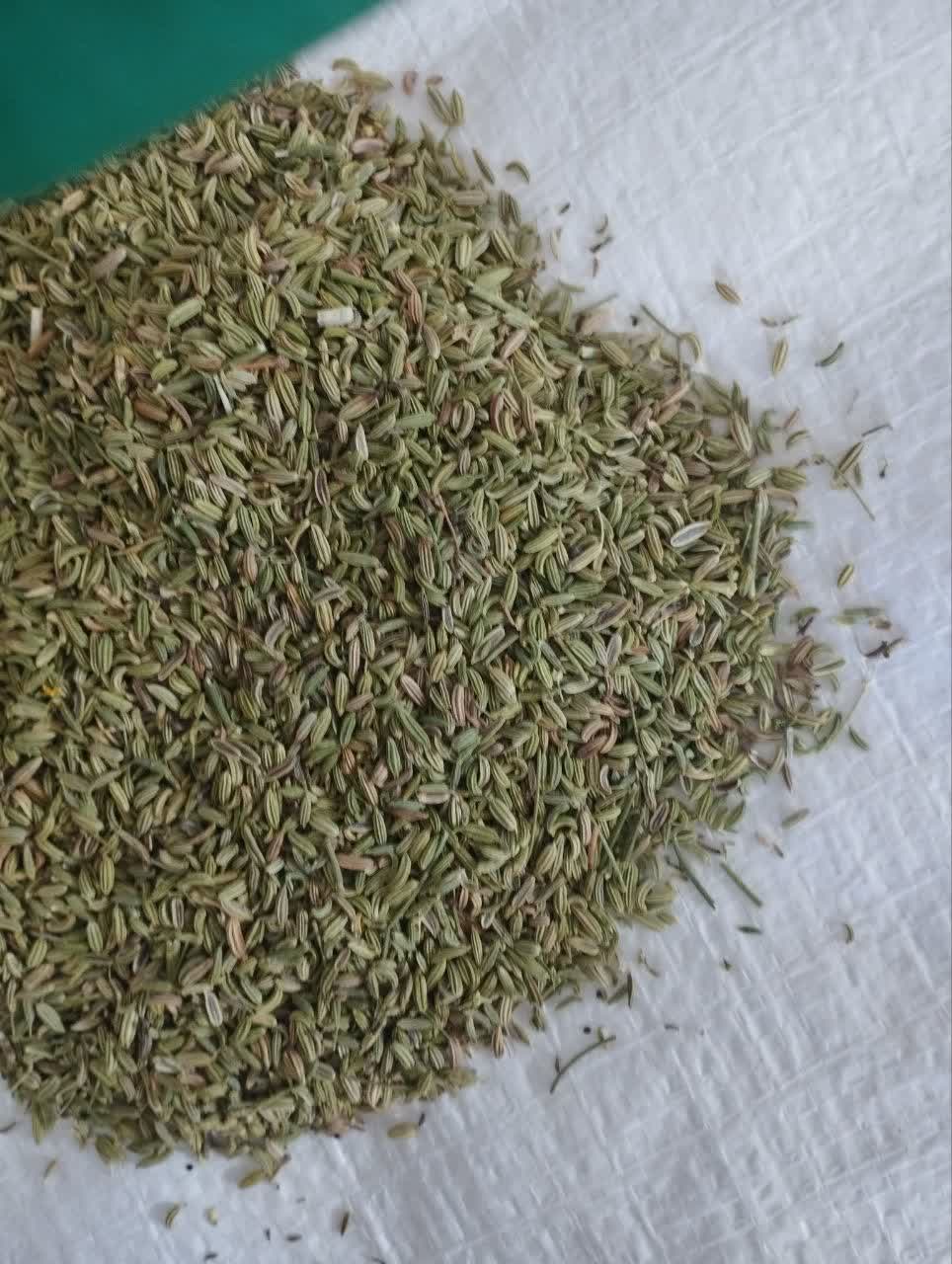 بهترین رازیانه سورت قیمت
