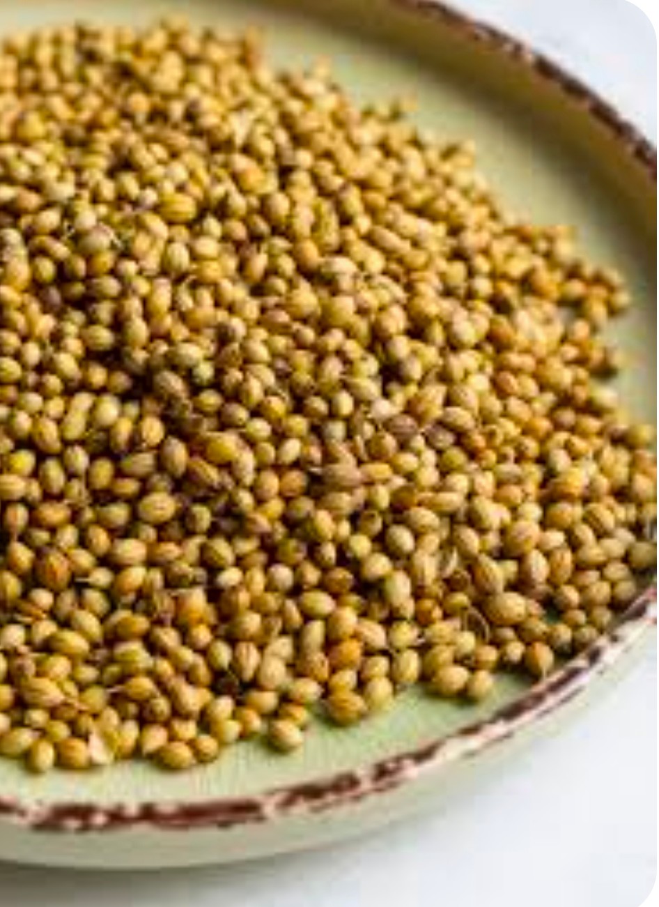 خرید بذر گشنیز + عمده