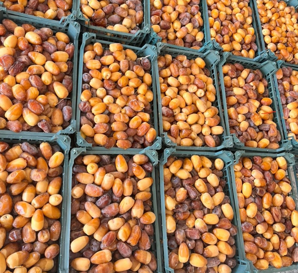 خرید رطب کبکاب منطقه دالکی بوشهر + قیمت فوق العاده