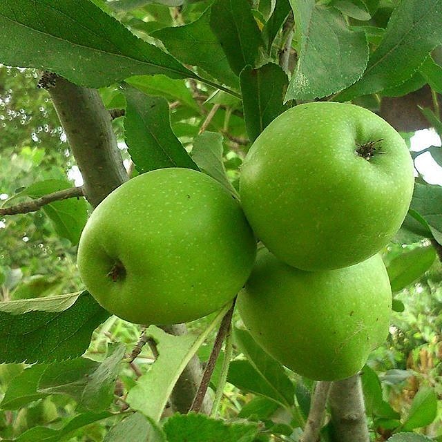 خرید و قیمت سیب جنگلی سبز گیلان با کیفیت برتر + مناسب صادرات