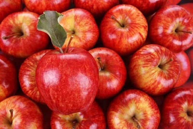 خرید و قیمت سیب جنگلی قرمز گیلان با کیفیت برتر + مناسب صادرات