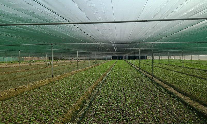 فروش عمده توری سایبان (شید گلخانه)