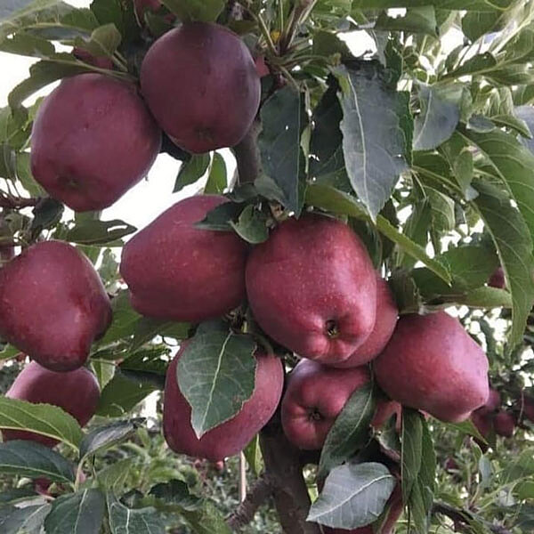 خرید و قیمت سیب قرمز مجلسی ارومیه رد استارکینگ فرانسه