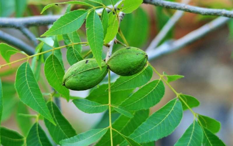 خرید نهال گردو پکان آمریکایی + نهال گردو پکان پیوندی