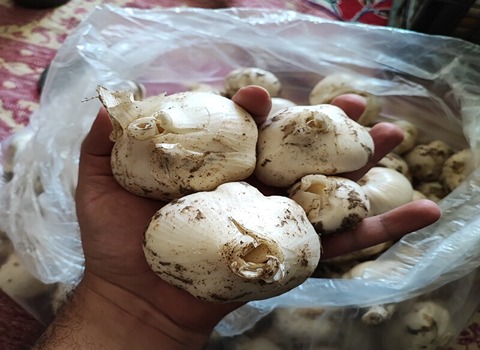فروش عمده موسیر نهاوند
