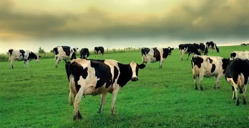 خرید باسکول دام‌کش ۲ تنی فلزی با نمایشگر دیجیتال