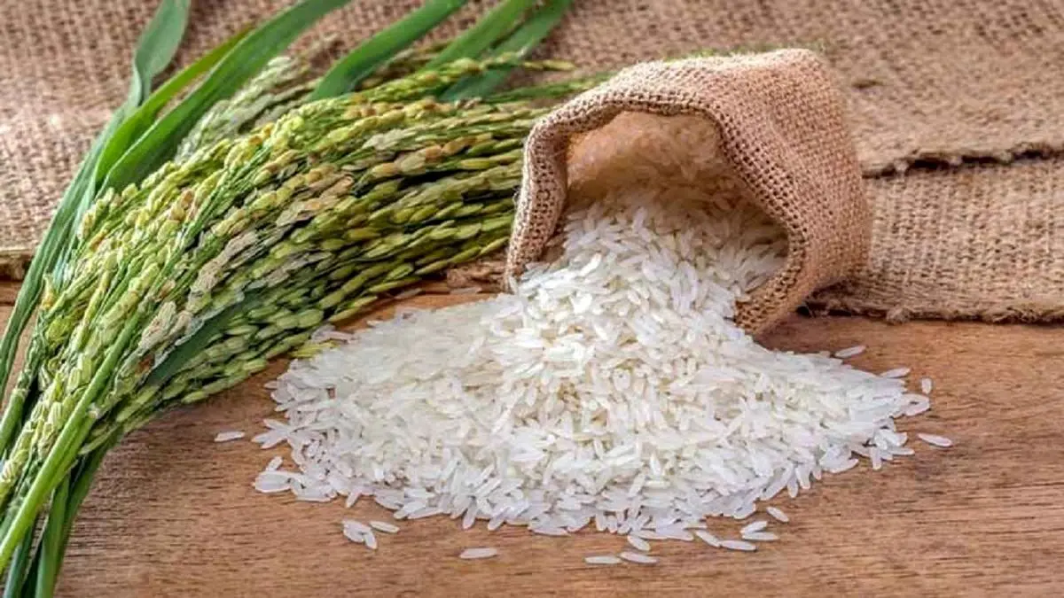 خرید و قیمت به صرفه برنج کامفیروز اعلا