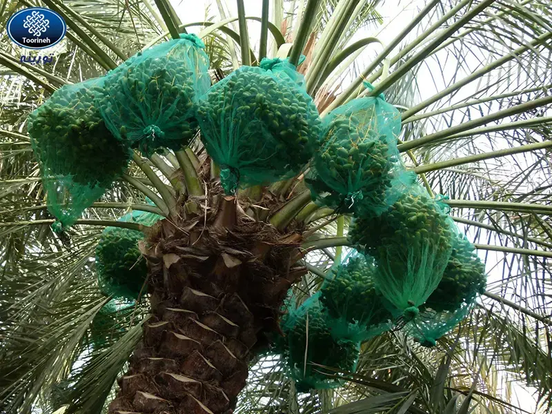 فروش کیسه محافظ خرما عمده