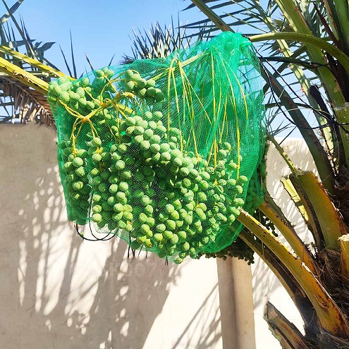 کیسه محافظ خرما در اصفهان