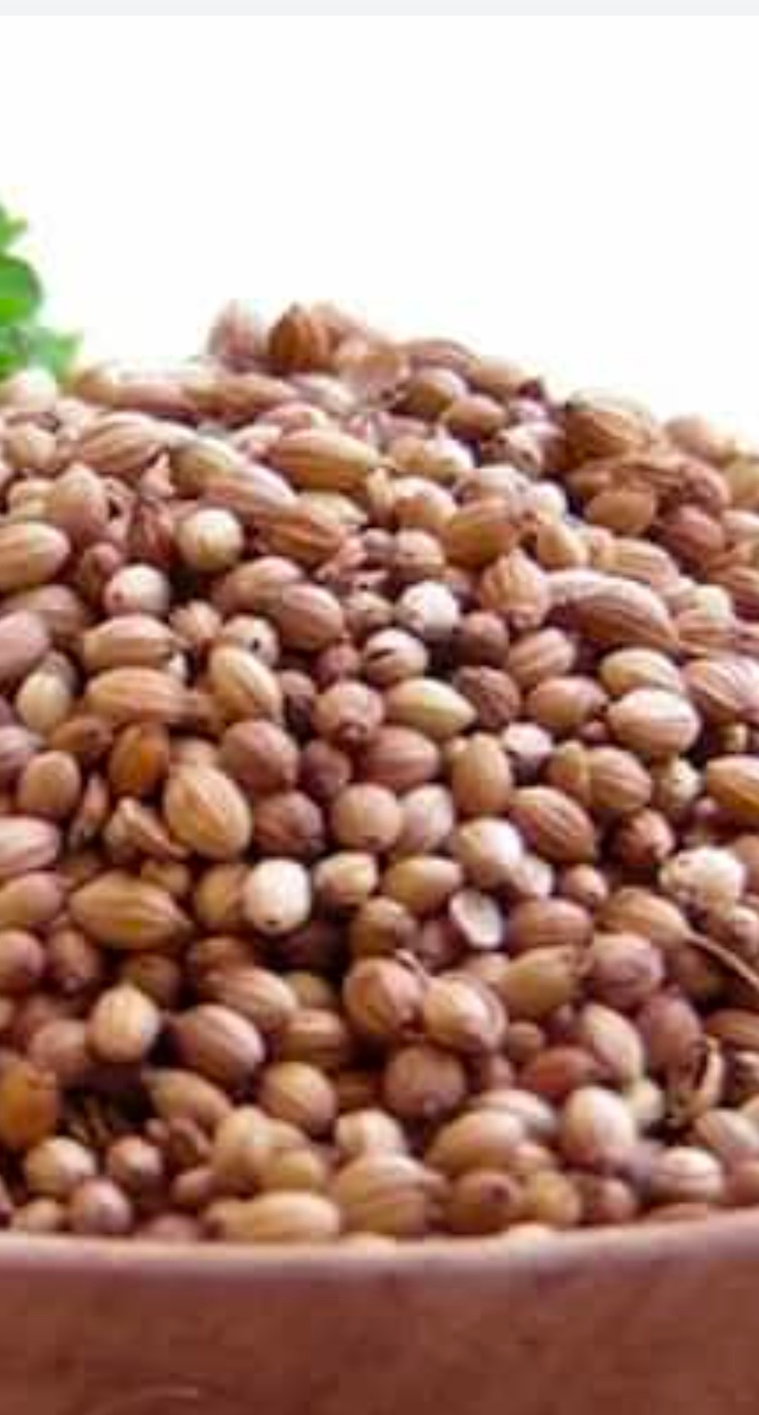 گشنیز معطر طلایی و خوشمزه ما جهت فروشی عمده