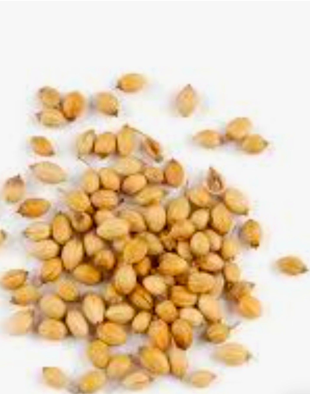 تخم گشنیز مروارید کوچک ما + فروش عمده