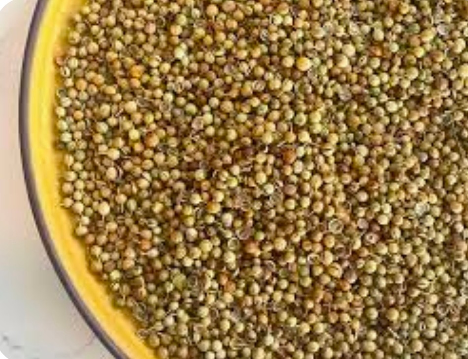 خرید بذر گشنیز آناهیتا + اثر گذاری اقتصادی چند گانه