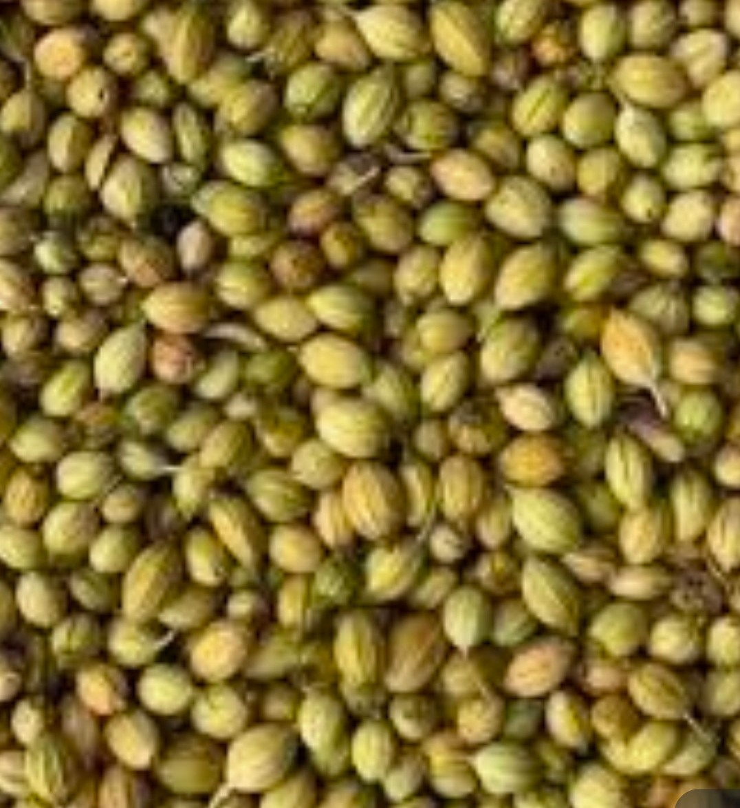 انتخاب خرید آناهیتا گشنیز عاری از مواد مضر شیمیایی