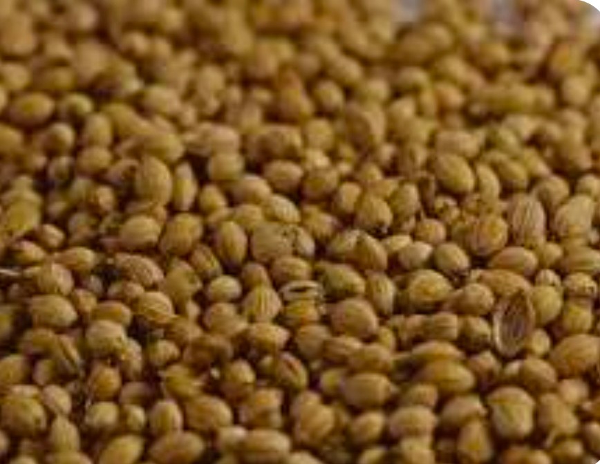 خرید دانه گشنیز + افزودنی محبوب ترشی