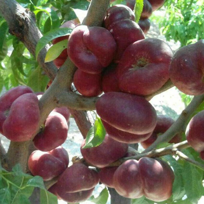 قیمت ارزان نهال شلیل انجیری + فروش عمده