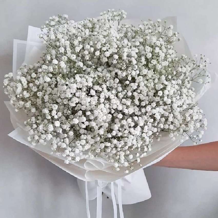 فروش باور نکردنی گل شاخه بریده ژیپسوفیلا اصفهان