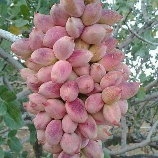 فروش پسته احمد آقایی درجه یک + قیمت خرید به صرفه