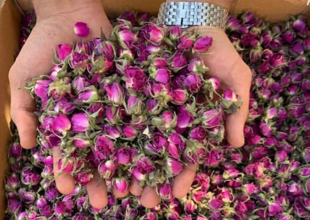 فروش عمده غنچه گل محمدی خشک صادراتی + تامین دست اول