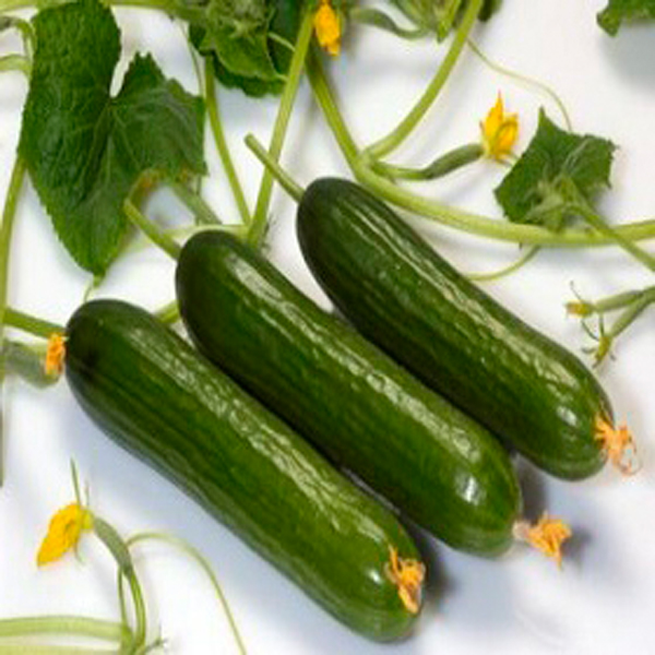 خرید انواع بذر خیار گلخانه ای بدون واسطه با بهترین قیمت عمده