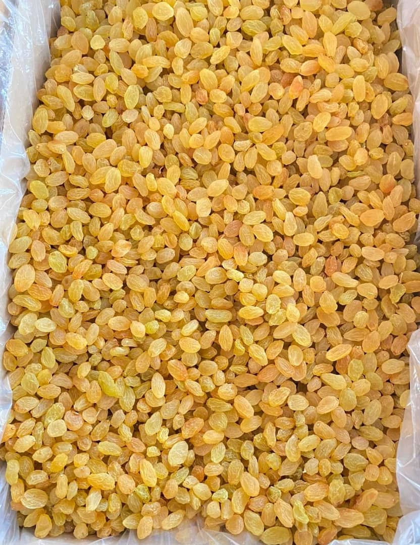 قیمت کشمش گلدن ملایر + فروش ویژه