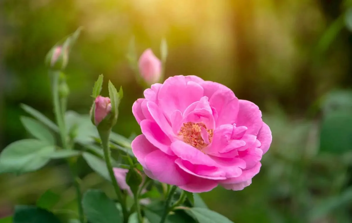 خرید و قیمت انواع گلاب صادراتی فولاد گل