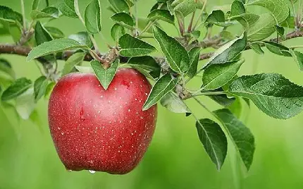 سیب قرمز باغ شهر ایران؛ انتخابی شایسته برای بازارهای ایران
