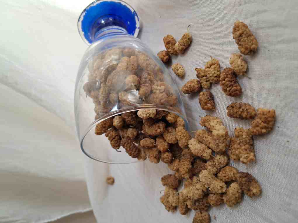 خرید توت خشک مرغوب + فروش عمده