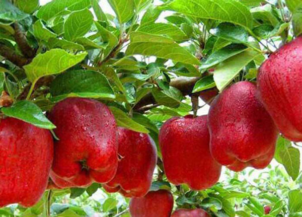 فروش سیب رد چیف ارومیه با کیفیت برتر + فروش عمده
