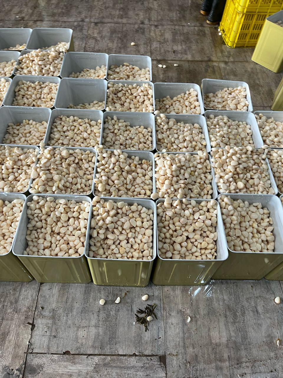 فروش سیر حبه دانه صادراتی
