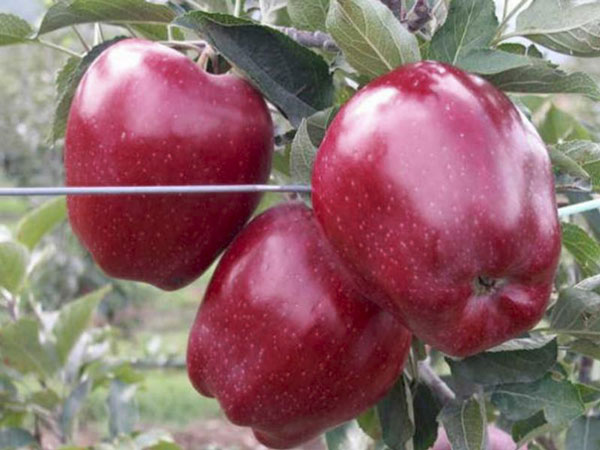 فروش و قیمت سیب رد چیف آذربایجان غربی + قیمت عمده