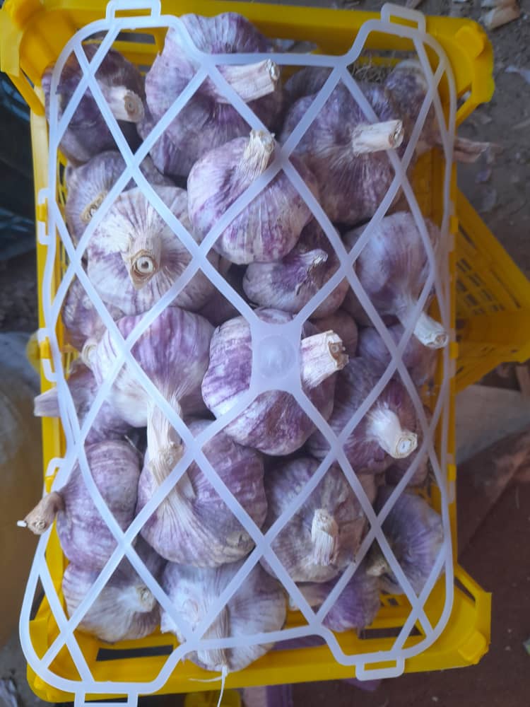 فروش عمده سیر قرمز اذرشهر