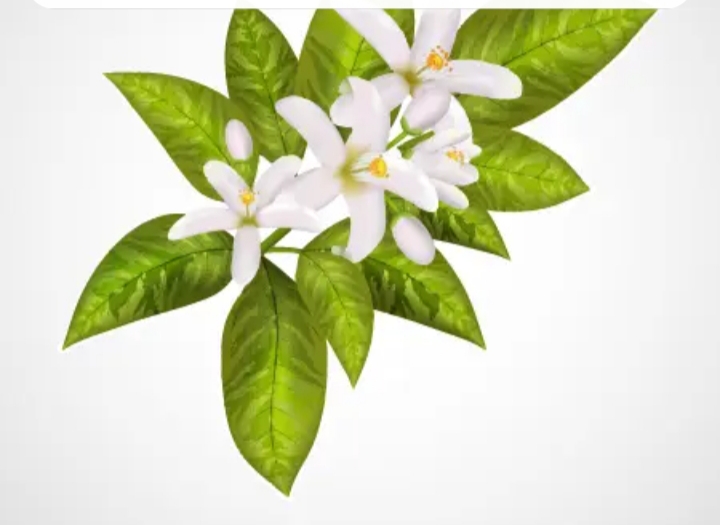 قیمت عمده عرق بهار نارنج با عطری دل  انگیز عالی