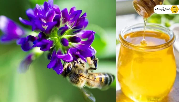 قیمت عسل یونجه پت 200 گرمی + فروش عمده
