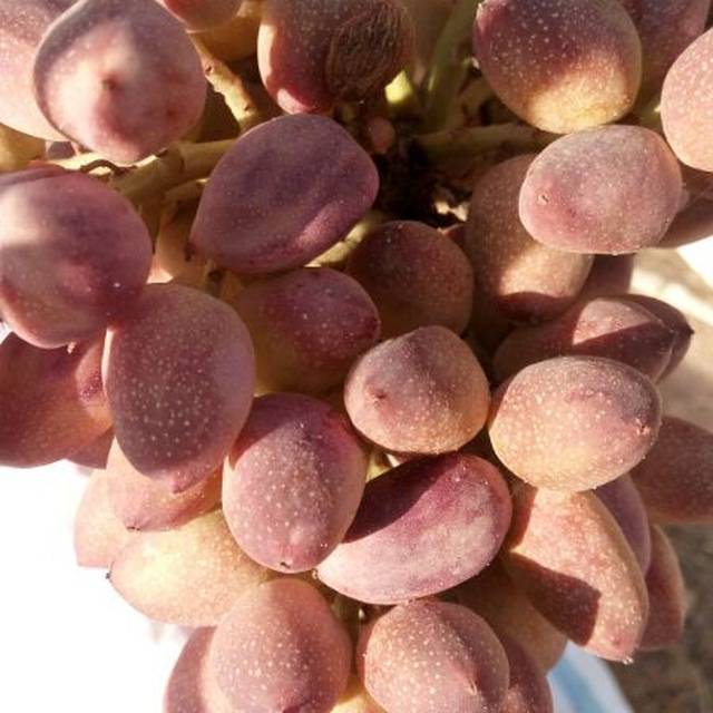 خرید پسته کله قوچی + قیمت ویژه