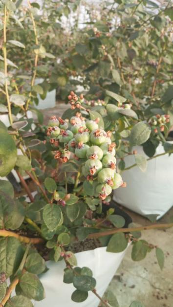 فروش نهال بلوبری چندلر پنج ساله به قیمت عمده