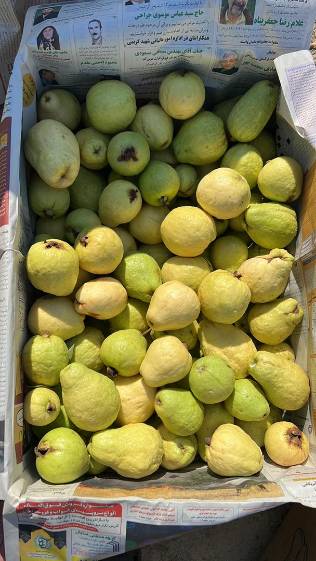 فروش عمده گواوا (زیتون پاکستانی) بلوچستان + ارسال مستقیم از مزرعه